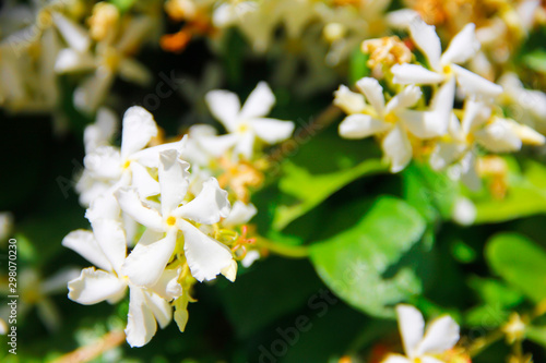 natural white jasmine flowers on a background of green leaves