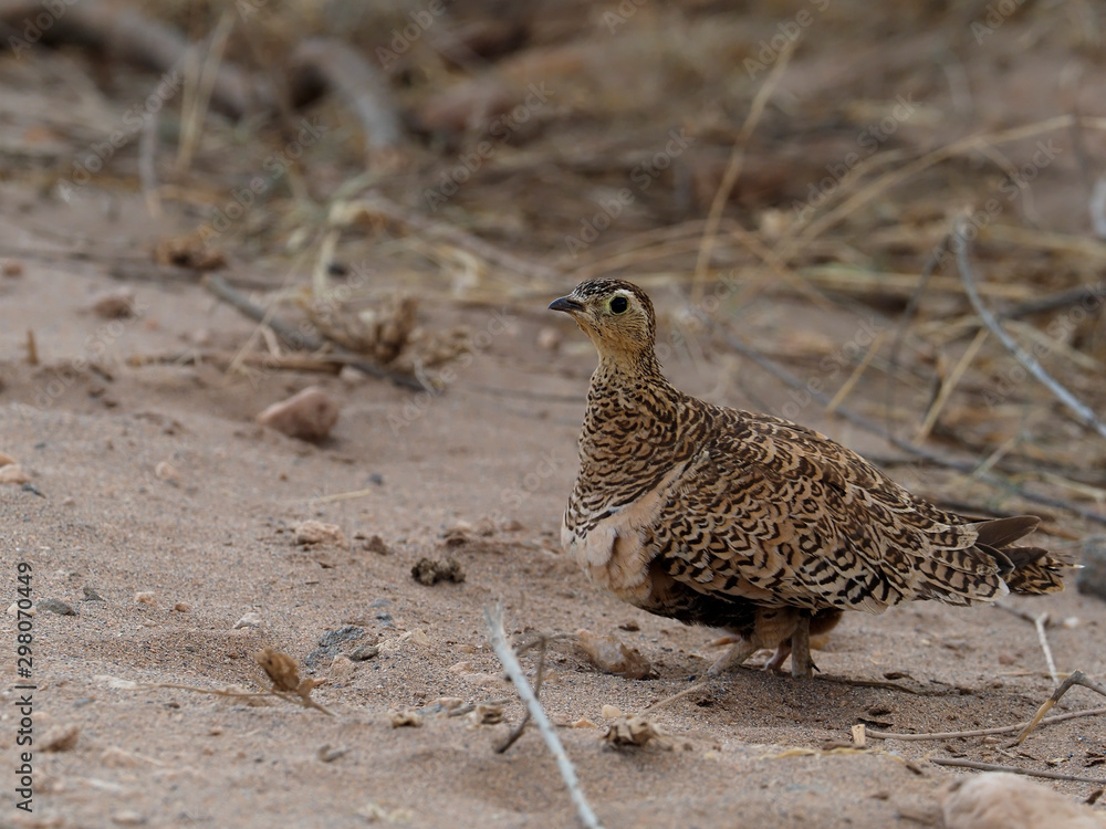 Black-faced sandgrouse, Pterocles decoratu Black-faced sandgrouse, Pterocles decoratu