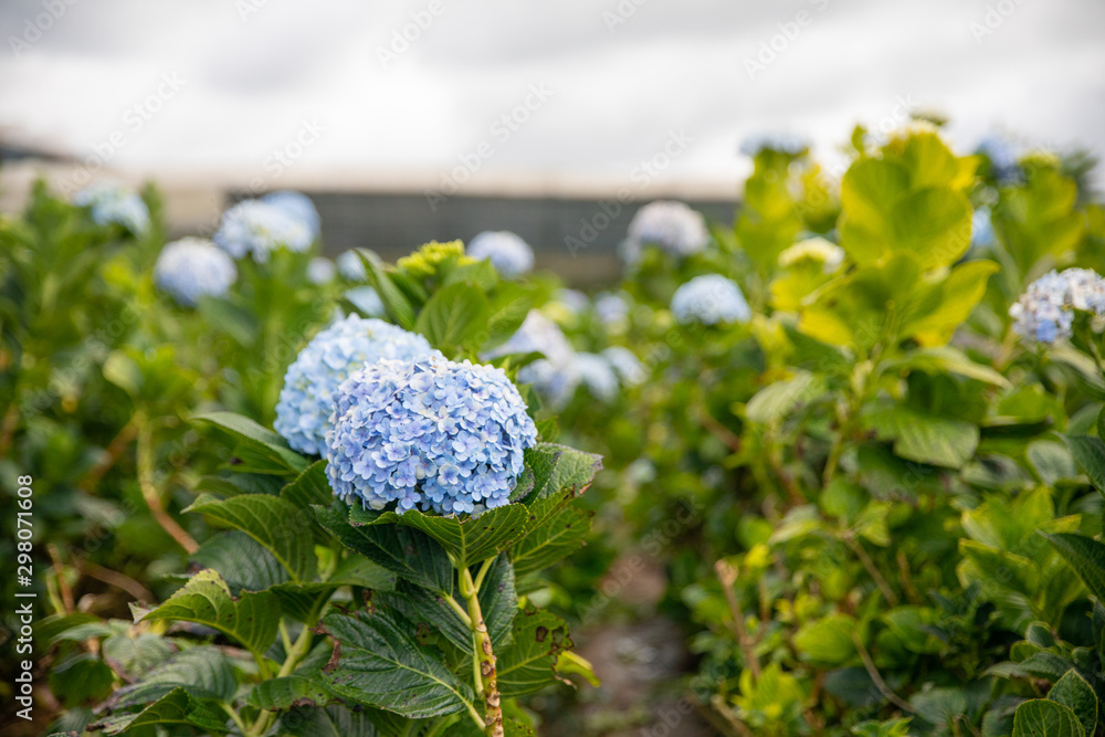 Hydrangea flower (Hydrangea macrophylla) in a garden, Dalat , Vietnam Hydrangea flower (Hydrangea macrophylla) in a garden, Dalat , Vietnam