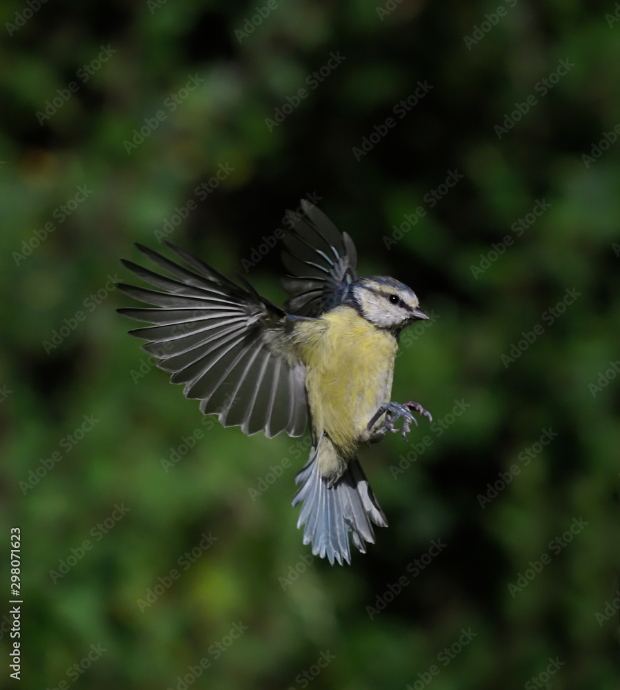 Obraz premium Blue tit, Cyanistes caeruleus,