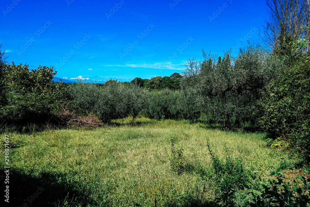 Obraz premium View of olive trees of Italy