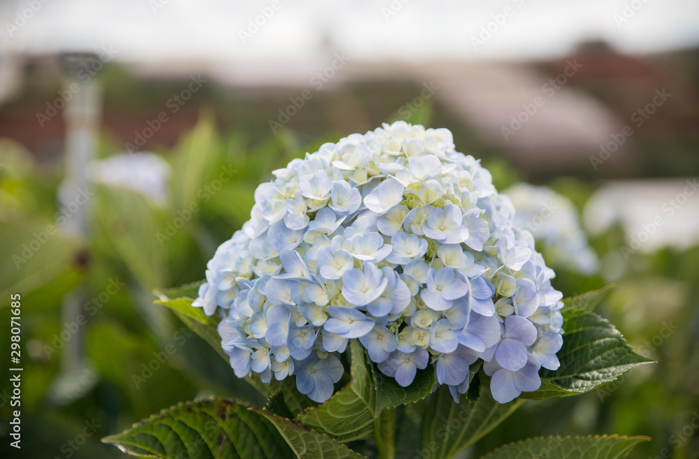 Hydrangea flower (Hydrangea macrophylla) in a garden, Dalat , Vietnam Hydrangea flower (Hydrangea macrophylla) in a garden, Dalat , Vietnam