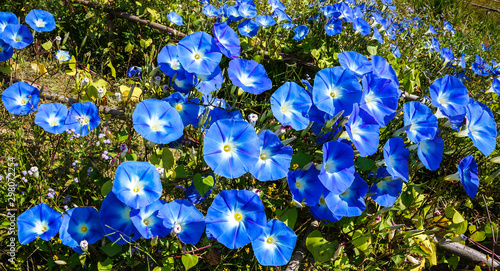 blue flowers of morning glory