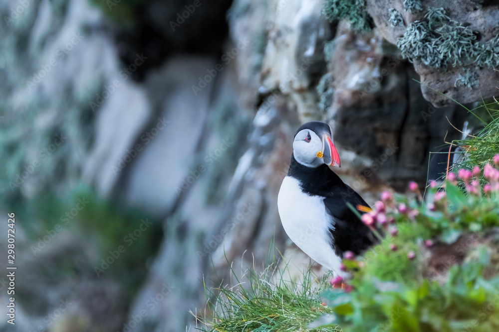 Obraz premium Puffin on a cliff ledge at the entrance to his burrow