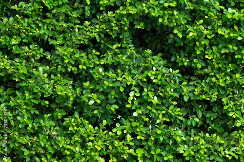 Fototapeta Naklejka Na Ścianę i Meble -  Fresh tropical green leaves wall background.