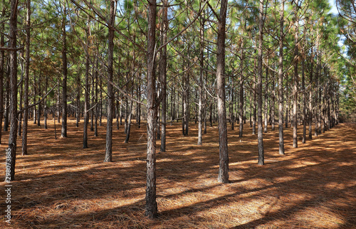 A grove of pine trees planted in a straight line so they grow straighter and taller as a result of direct competition for light.