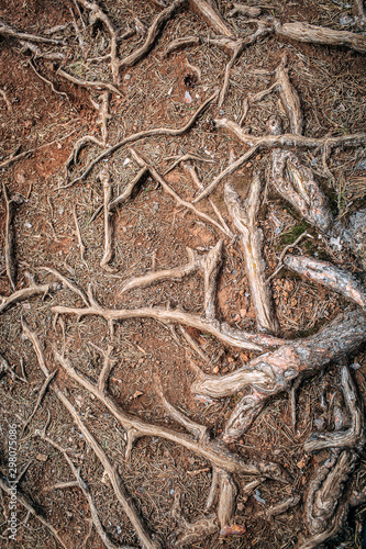huge tree roots