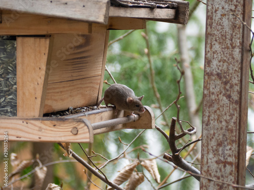 House mouse steals birdseed in a birdhouse