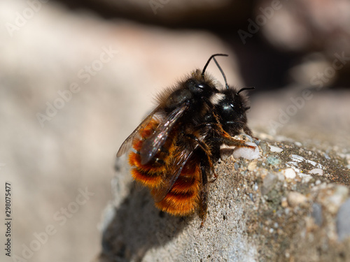 Mating time of the mason bee im Frühling
