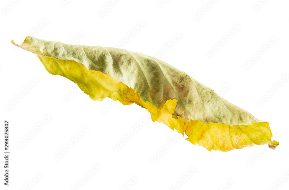 Dry autumn leaf isolated on a white background Dry autumn leaf isolated on a white background