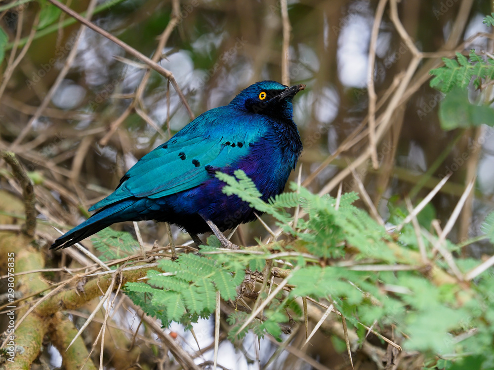 Obraz premium Greater blue-eared starling, Lamprotornis chalybaeus,