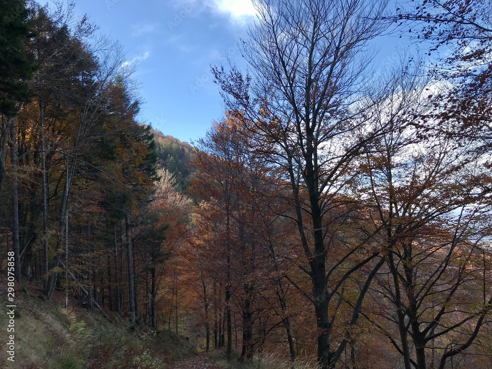 trees and sky in the north Italian alps trees and sky in the north Italian alps