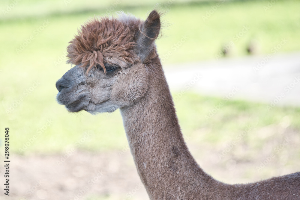 A sgaved Alpaca at an Alpaca Farm in the midwest during the fall season as part of a petting zoo