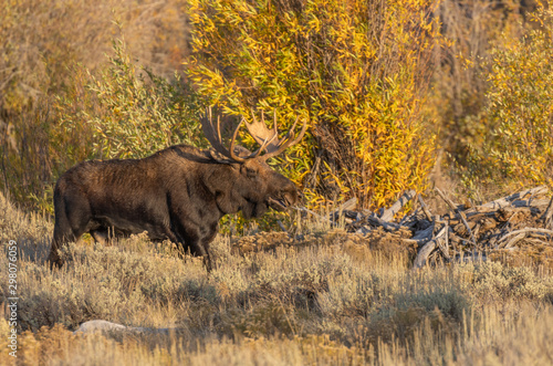 Bull Shiras Moose in Autumn in Wyoming