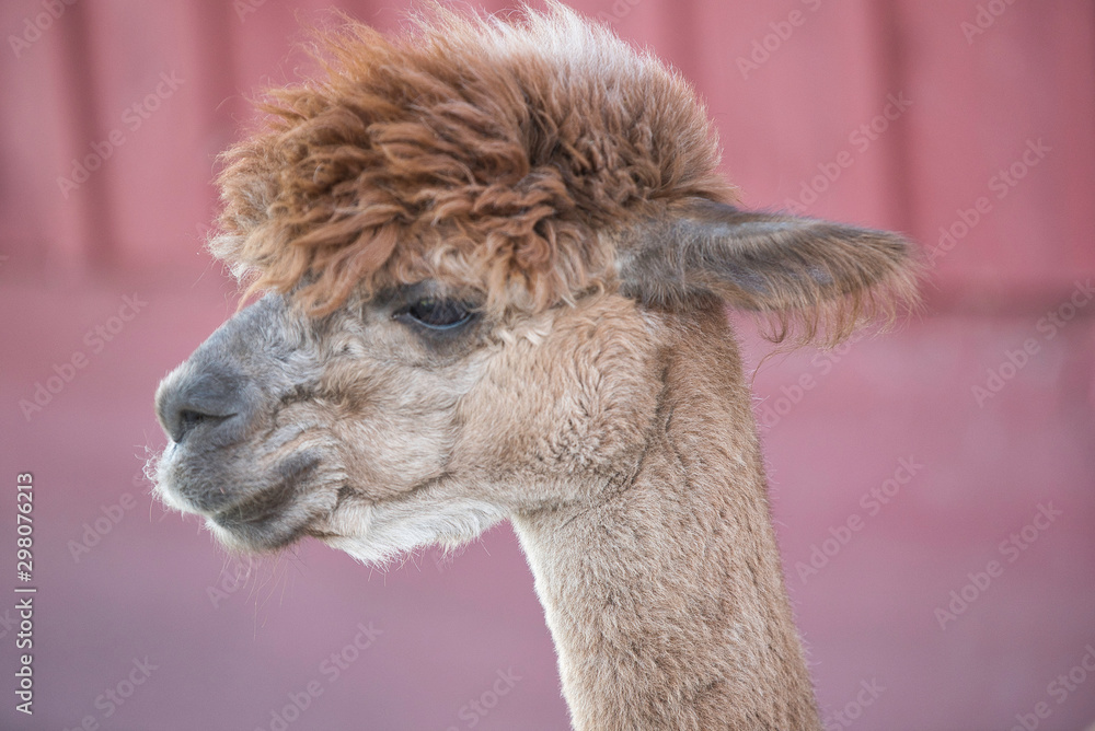 A sgaved Alpaca at an Alpaca Farm in the midwest during the fall season as part of a petting zoo