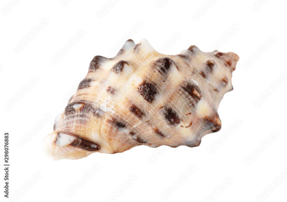 Sea shell isolated on a white background Sea shell isolated on a white background