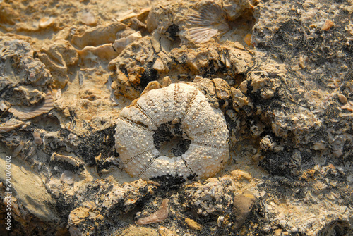 Fossil. Petrous clam-shell in Chahkooh Canyon. Qeshm Geopark, Qeshm Island, Iran.