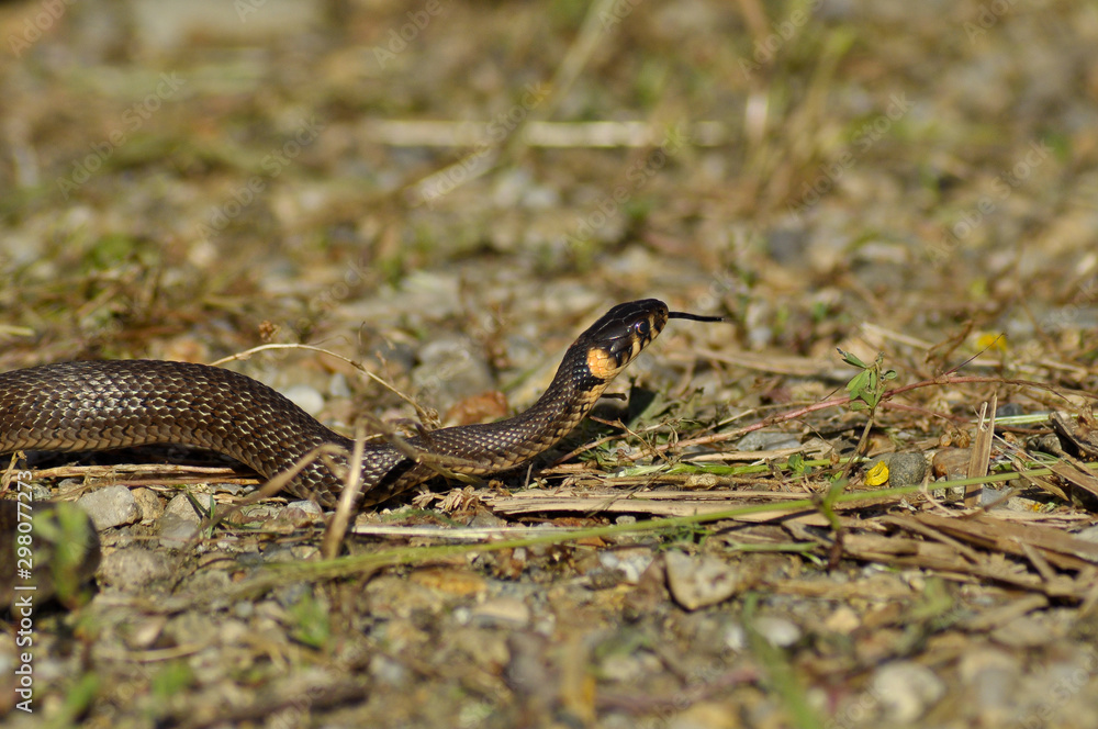 Small European grass snake through leaf Small European grass snake through leaf