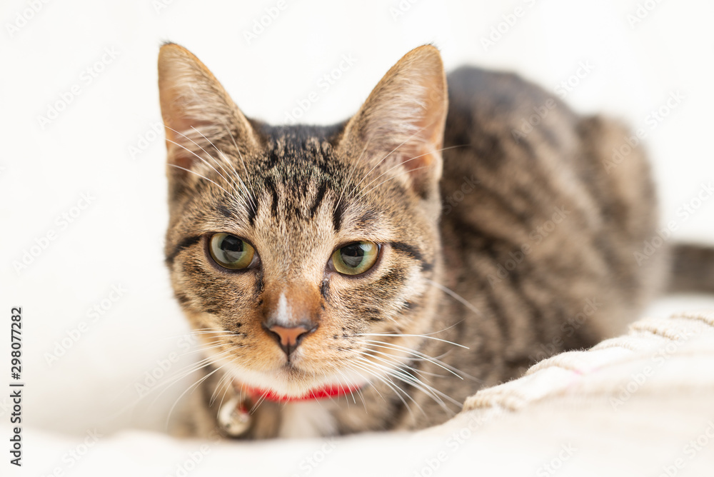 かわいい猫 かわいい猫