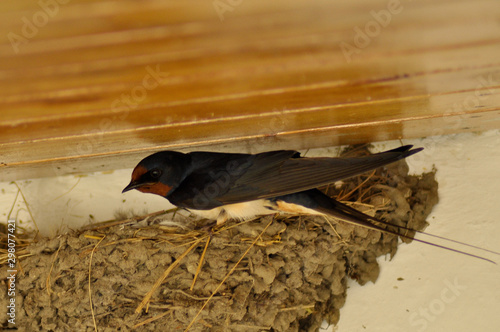 Birds in boreal Carpathian forests 