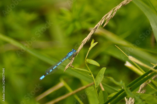 Small beautiful dragonfly on a leaf of grass 