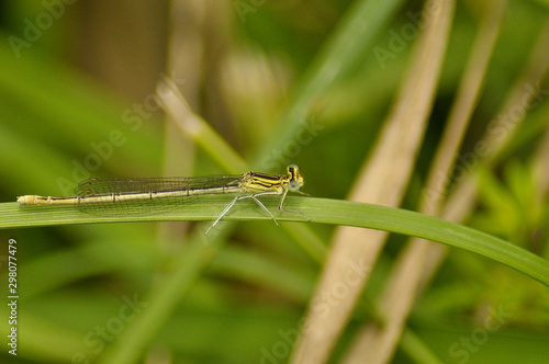 Small beautiful dragonfly on a leaf of grass 