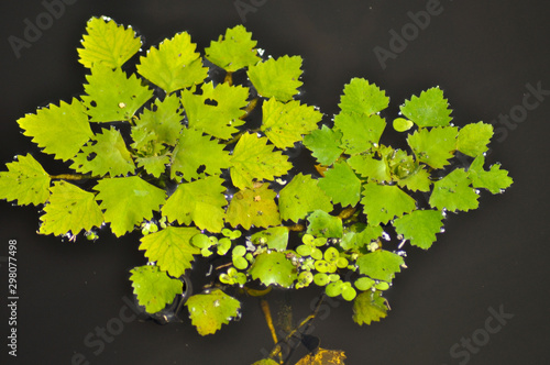Beautiful sunny flower in boreal Carpathian forests  