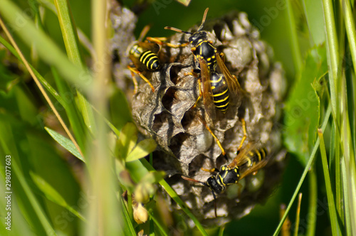 Wasp nest between leaf of grass 