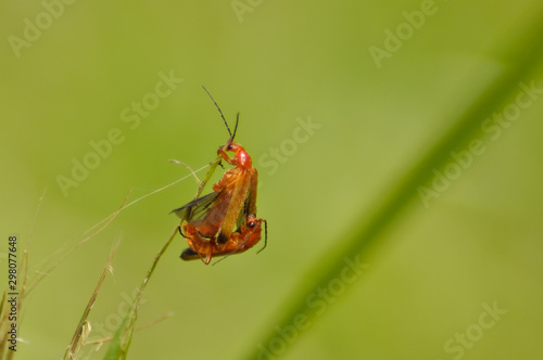 Small beautiful insects on a leaf of grass 