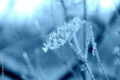 Dry grass in the winter forest close up. Natural background blue color toned