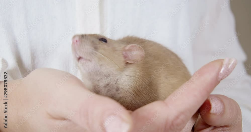 Cute brown rat feeling love, caring and safety in female owner hands. Woman in white. Symbol of coming 2020 New Year, Christmas Cute brown rat feeling love, caring and safety in female owner hands. Woman in white. Symbol of coming 2020 New Year, Christmas