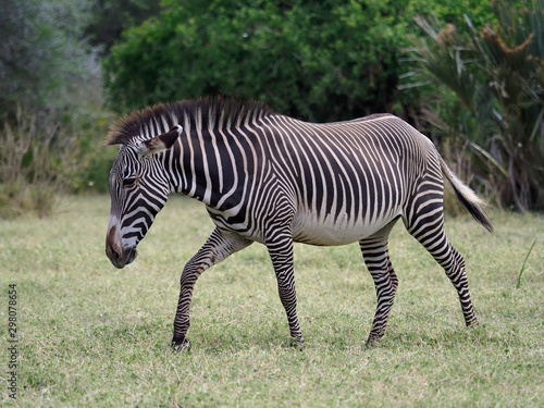 Grevys zebra  Equus grevyi