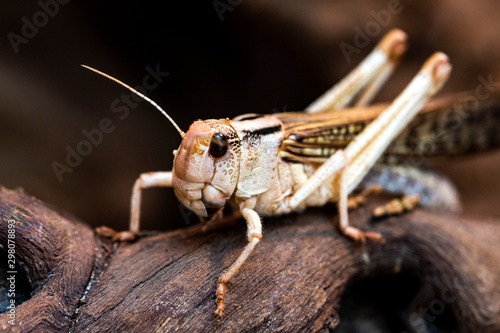 Wallpaper Mural Grashüpfer Torontodigital.ca