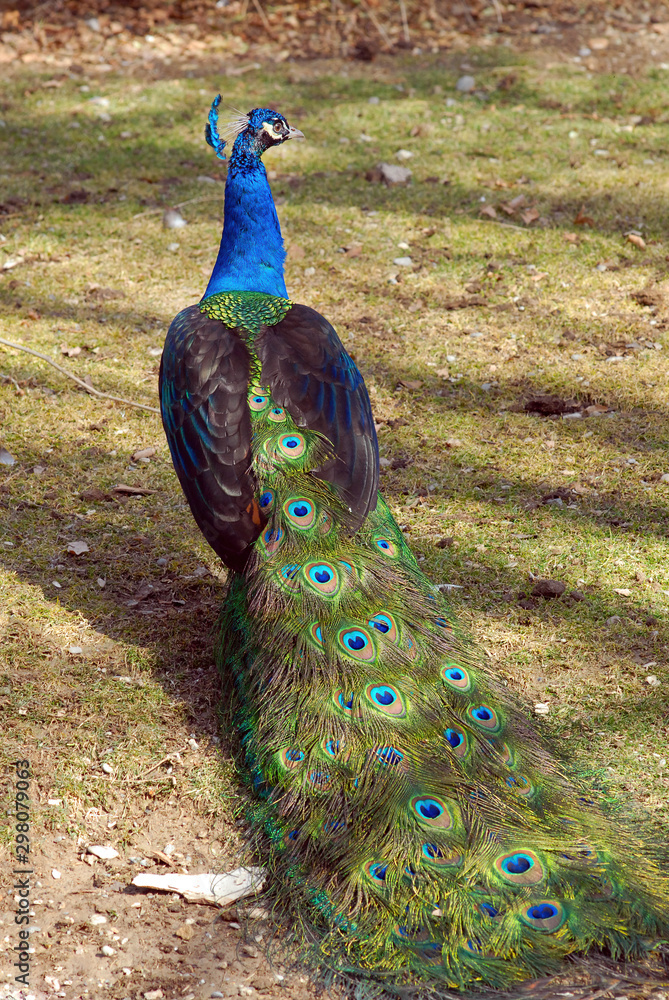 Obraz premium Peacock or Indian peafowl. Esfahan, Iran.