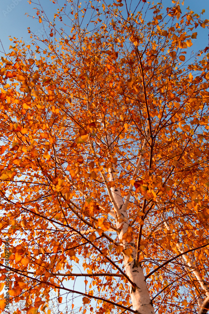Autumn birch with orange leaves on a background of blue sky Autumn birch with orange leaves on a background of blue sky