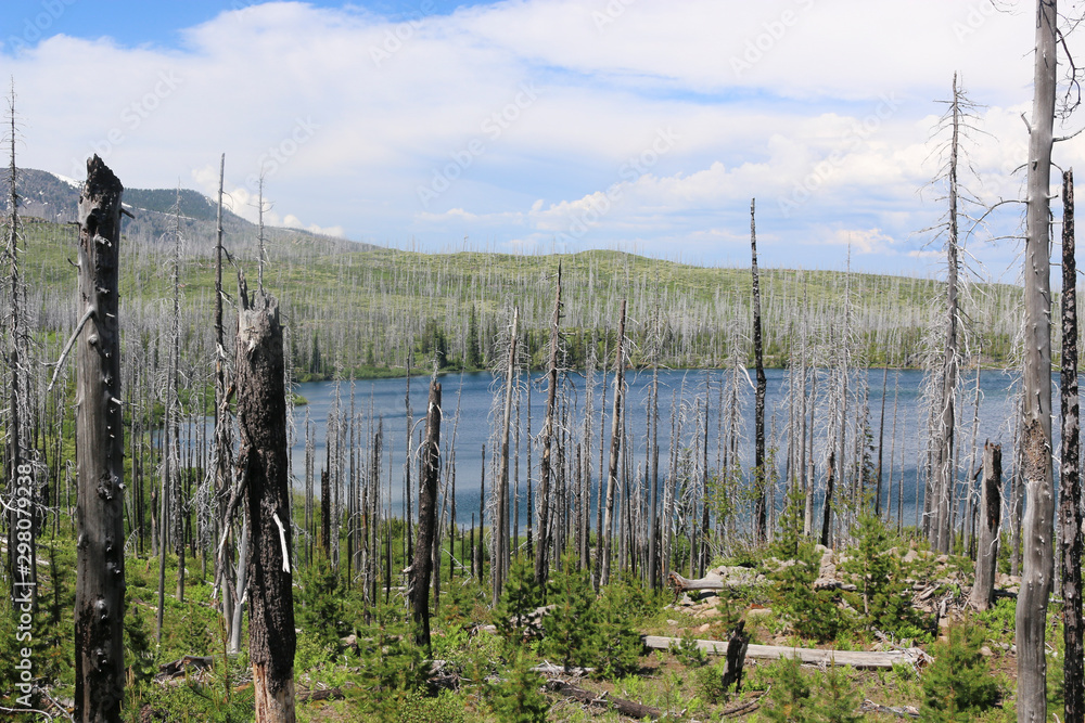 burnt trees forest with lake