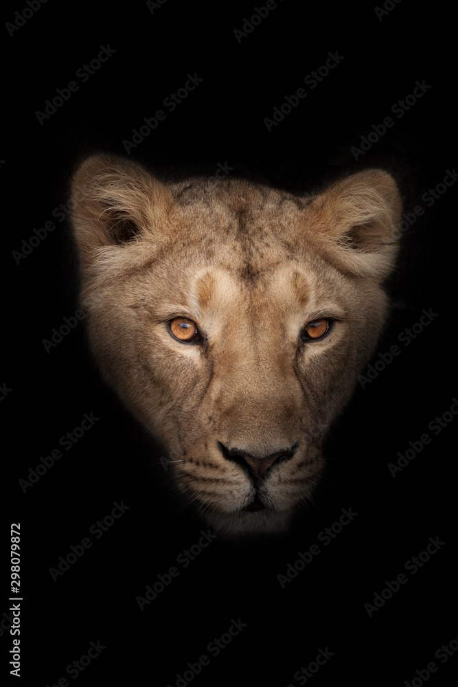 Φωτογραφία head of a female lioness with a penetrating gaze of  (ebony) eyes isolated on bl