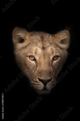 head of a female lioness with a penetrating gaze of   ebony  eyes isolated on black background