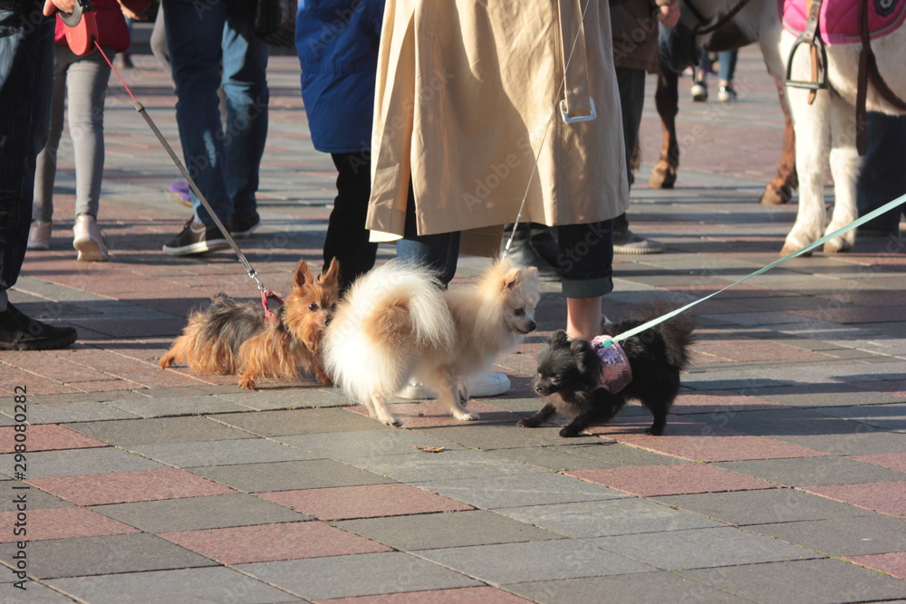 people walking in the street with little dogs