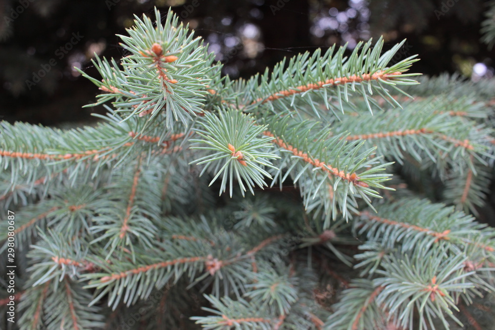 Beautiful branch of a Christmas fir tree Beautiful branch of a Christmas fir tree