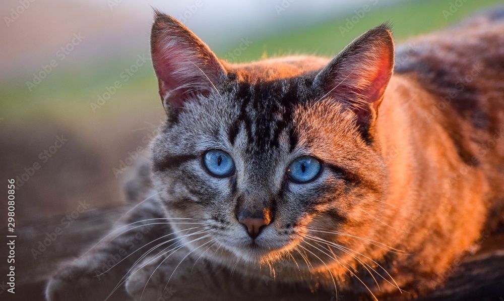 Obraz premium GATINHO