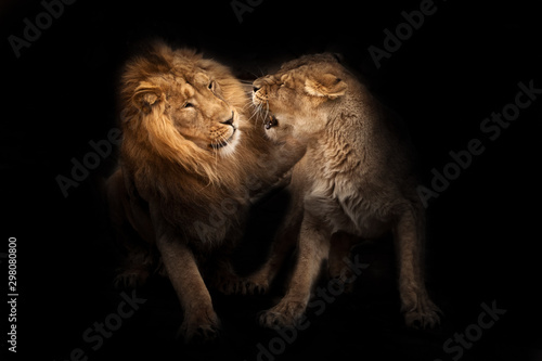 love of lions. Lion male and lioness female conflict  the lioness snarls, a symbol of family relations and conflicts.  heads, isolated black background