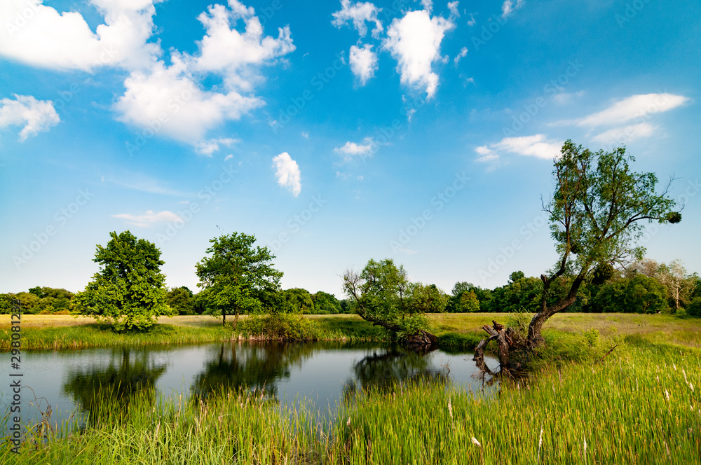 Sunny summer landscape with a beautiful forest Sunny summer landscape with a beautiful forest