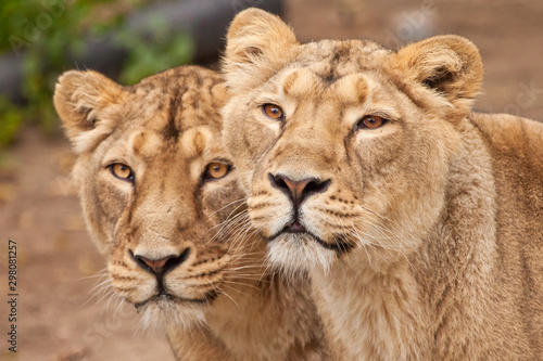 Two samui lions  lionesses  girlfriend   next to each other are a symbol of female friendship and love.