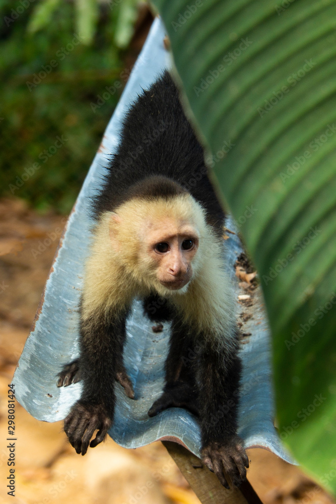 Fototapeta premium White-Faced Capuchin Monkey in Costa Rica 1