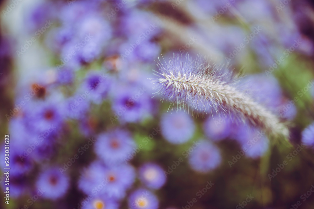 Obraz premium Blumen mit Korn