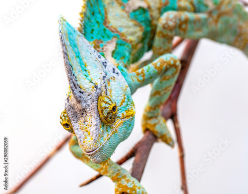 green chameleon close-up on a white background.