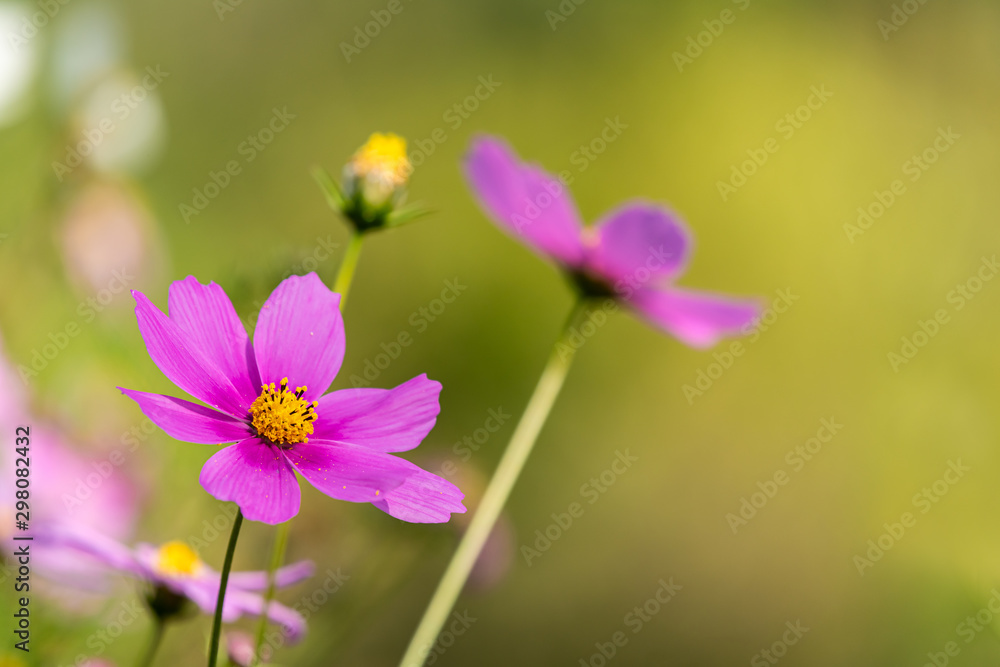 Close-up of pink purple Cosmos flower with soft blur background