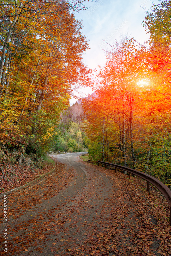 Obraz premium road in the woods