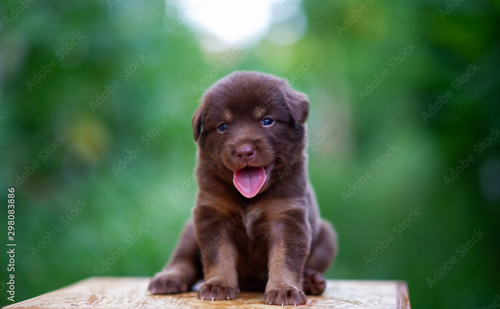 Cute brown puppies sitting on the table - obrazy, fototapety, plakaty 